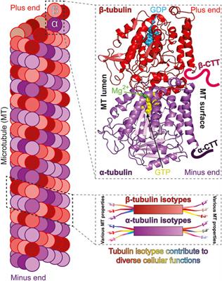 Frontiers Microtubules In Microorganisms How Tubulin Isotypes